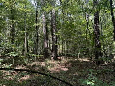 120 Acre Hunter's Paradise in South MS for Sale - image 18