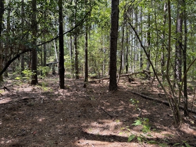 120 Acre Hunter's Paradise in South MS for Sale - image 31