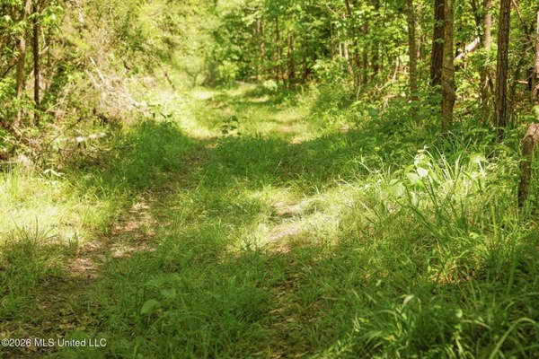 120 Acre Hunter's Paradise in South MS for Sale
