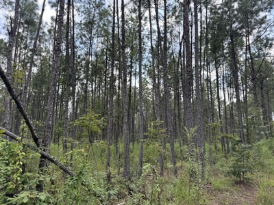 120 Acre Hunter's Paradise in South MS for Sale - image 42