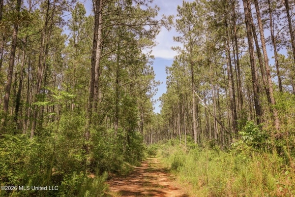120 Acre Hunter's Paradise in South MS for Sale