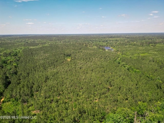 120 Acre Hunter's Paradise in South MS for Sale
