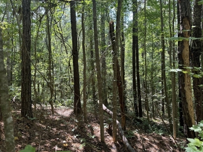 120 Acre Hunter's Paradise in South MS for Sale - image 7