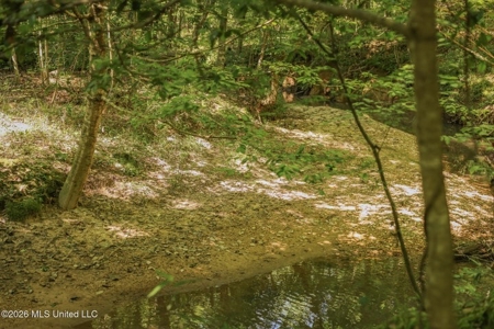 120 Acre Hunter's Paradise in South MS for Sale - image 27