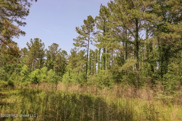 120 Acre Hunter's Paradise in South MS for Sale