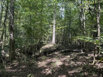 120 Acre Hunter's Paradise in South MS for Sale - image 11