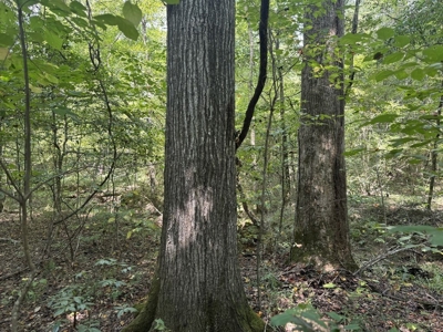120 Acre Hunter's Paradise in South MS for Sale - image 17