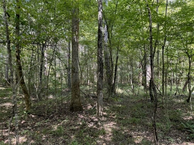 120 Acre Hunter's Paradise in South MS for Sale - image 32