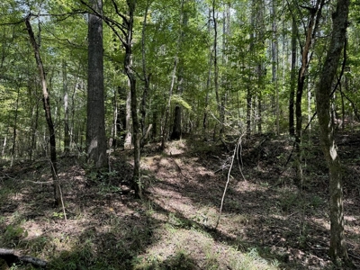120 Acre Hunter's Paradise in South MS for Sale - image 40