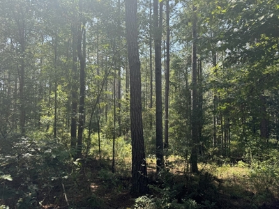 120 Acre Hunter's Paradise in South MS for Sale - image 4