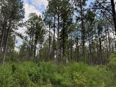 120 Acre Hunter's Paradise in South MS for Sale - image 1