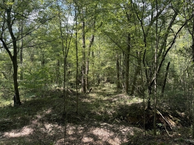 120 Acre Hunter's Paradise in South MS for Sale - image 10