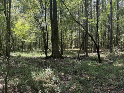 120 Acre Hunter's Paradise in South MS for Sale - image 21