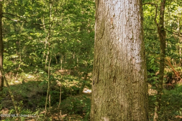 120 Acre Hunter's Paradise in South MS for Sale