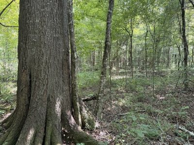120 Acre Hunter's Paradise in South MS for Sale - image 33