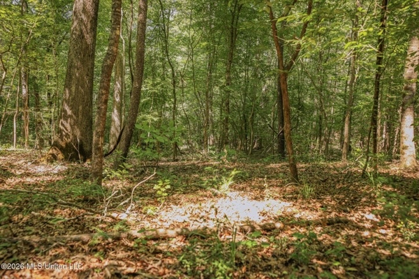 120 Acre Hunter's Paradise in South MS for Sale