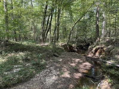 120 Acre Hunter's Paradise in South MS for Sale - image 39