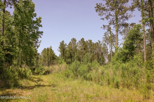 120 Acre Hunter's Paradise in South MS for Sale