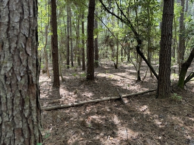 120 Acre Hunter's Paradise in South MS for Sale - image 30