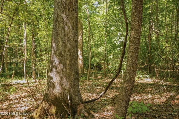120 Acre Hunter's Paradise in South MS for Sale