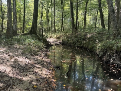 120 Acre Hunter's Paradise in South MS for Sale - image 15