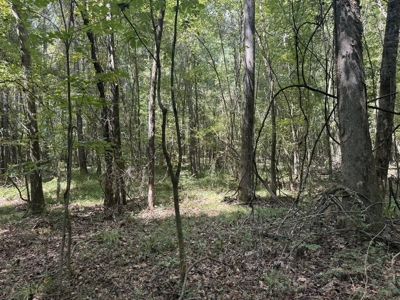 120 Acre Hunter's Paradise in South MS for Sale - image 19