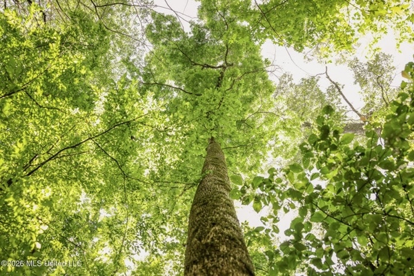 120 Acre Hunter's Paradise in South MS for Sale