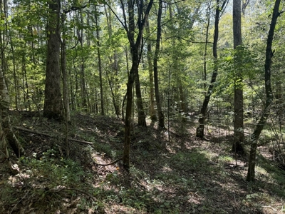120 Acre Hunter's Paradise in South MS for Sale - image 9