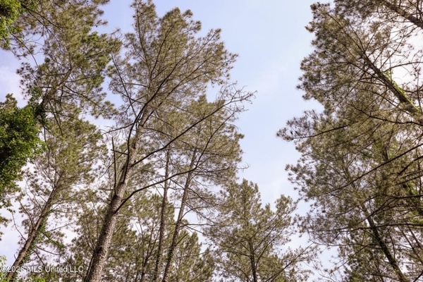 120 Acre Hunter's Paradise in South MS for Sale
