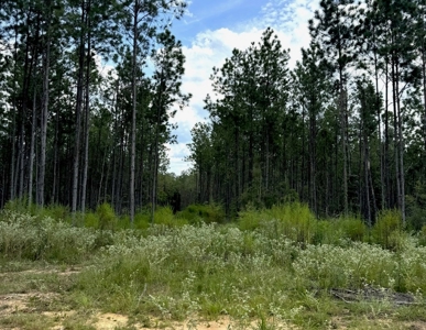 120 Acre Hunter's Paradise in South MS for Sale - image 43