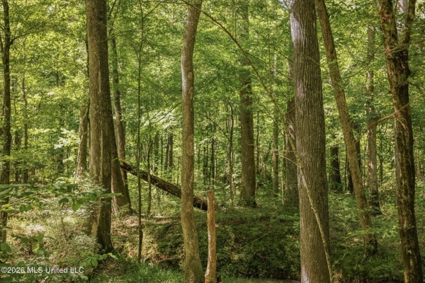 120 Acre Hunter's Paradise in South MS for Sale