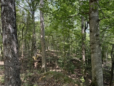 120 Acre Hunter's Paradise in South MS for Sale - image 25