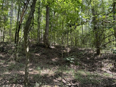 120 Acre Hunter's Paradise in South MS for Sale - image 41