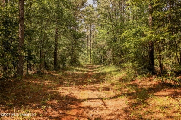120 Acre Hunter's Paradise in South MS for Sale