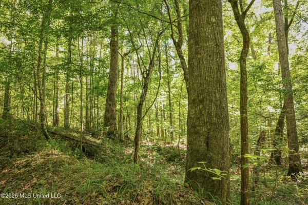 120 Acre Hunter's Paradise in South MS for Sale