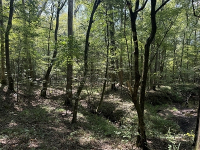 120 Acre Hunter's Paradise in South MS for Sale - image 8