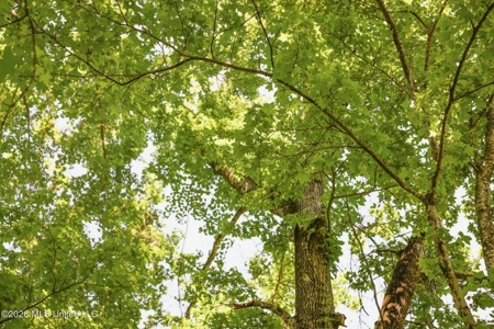 120 Acre Hunter's Paradise in South MS for Sale - image 6