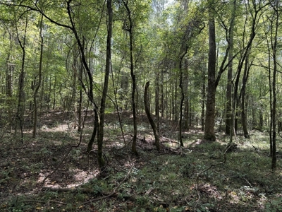 120 Acre Hunter's Paradise in South MS for Sale - image 36