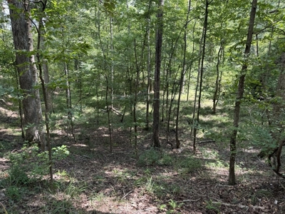 120 Acre Hunter's Paradise in South MS for Sale - image 28