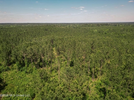120 Acre Hunter's Paradise in South MS for Sale