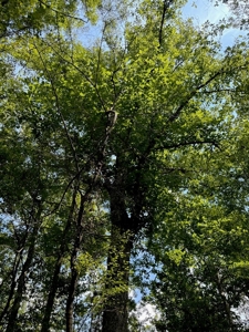 120 Acre Hunter's Paradise in South MS for Sale - image 46
