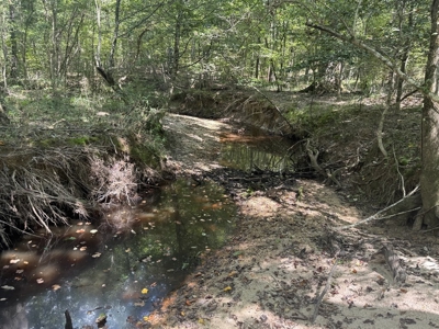 120 Acre Hunter's Paradise in South MS for Sale - image 14
