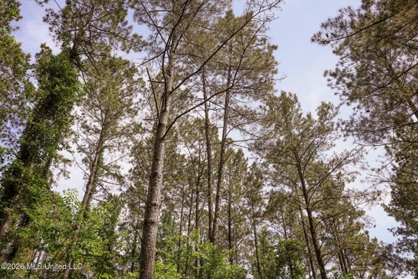120 Acre Hunter's Paradise in South MS for Sale