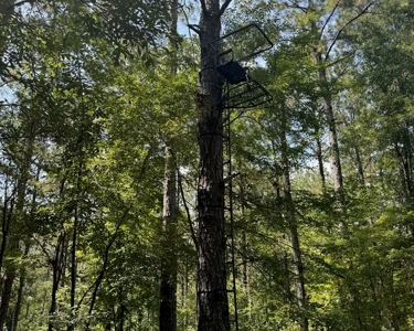 120 Acre Hunter's Paradise in South MS for Sale - image 5