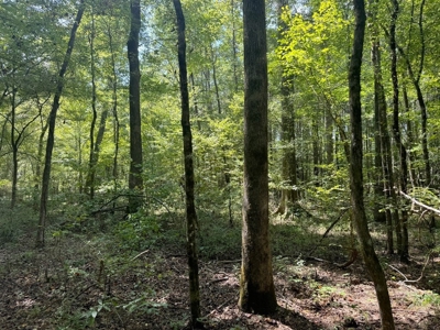 120 Acre Hunter's Paradise in South MS for Sale - image 47
