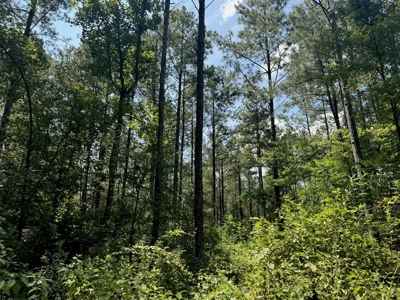 120 Acre Hunter's Paradise in South MS for Sale - image 6