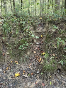 120 Acre Hunter's Paradise in South MS for Sale - image 35