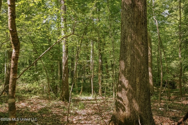 120 Acre Hunter's Paradise in South MS for Sale