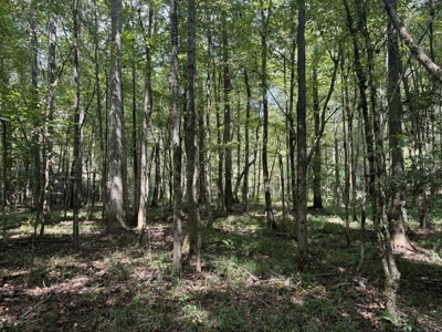 120 Acre Hunter's Paradise in South MS for Sale - image 22