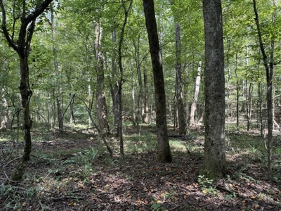 120 Acre Hunter's Paradise in South MS for Sale - image 37